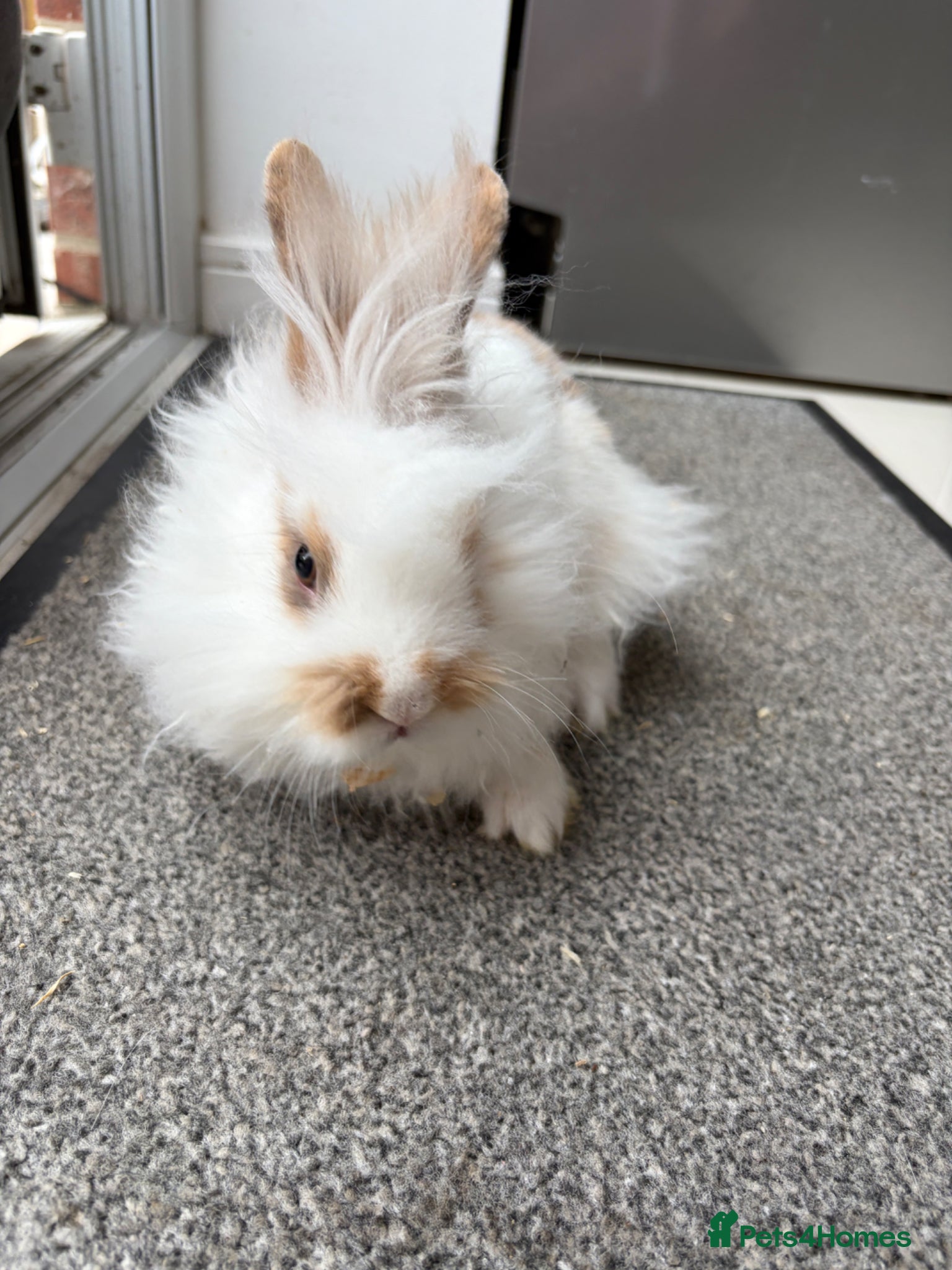 Lionhead rabbits Rabbits for sale - Advert 2