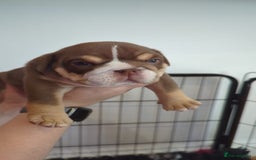English Bulldog dogs for sale: Chunky English Bulldog Puppies  - Image 14