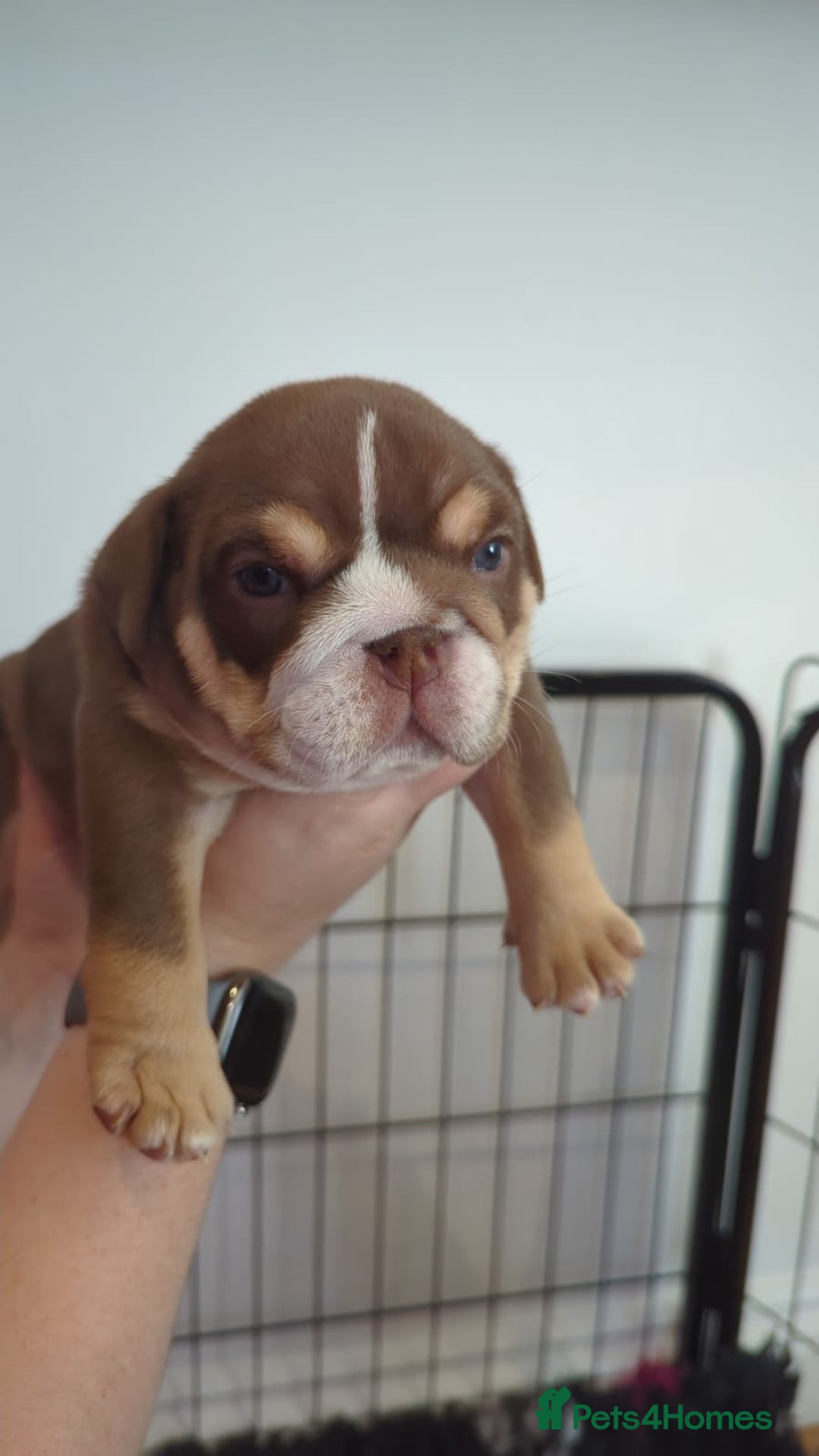 English Bulldog dogs for sale: Chunky English Bulldog Puppies  - Image 14