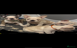 French Bulldog dogs for sale:  French bulldogs  - Advert 38