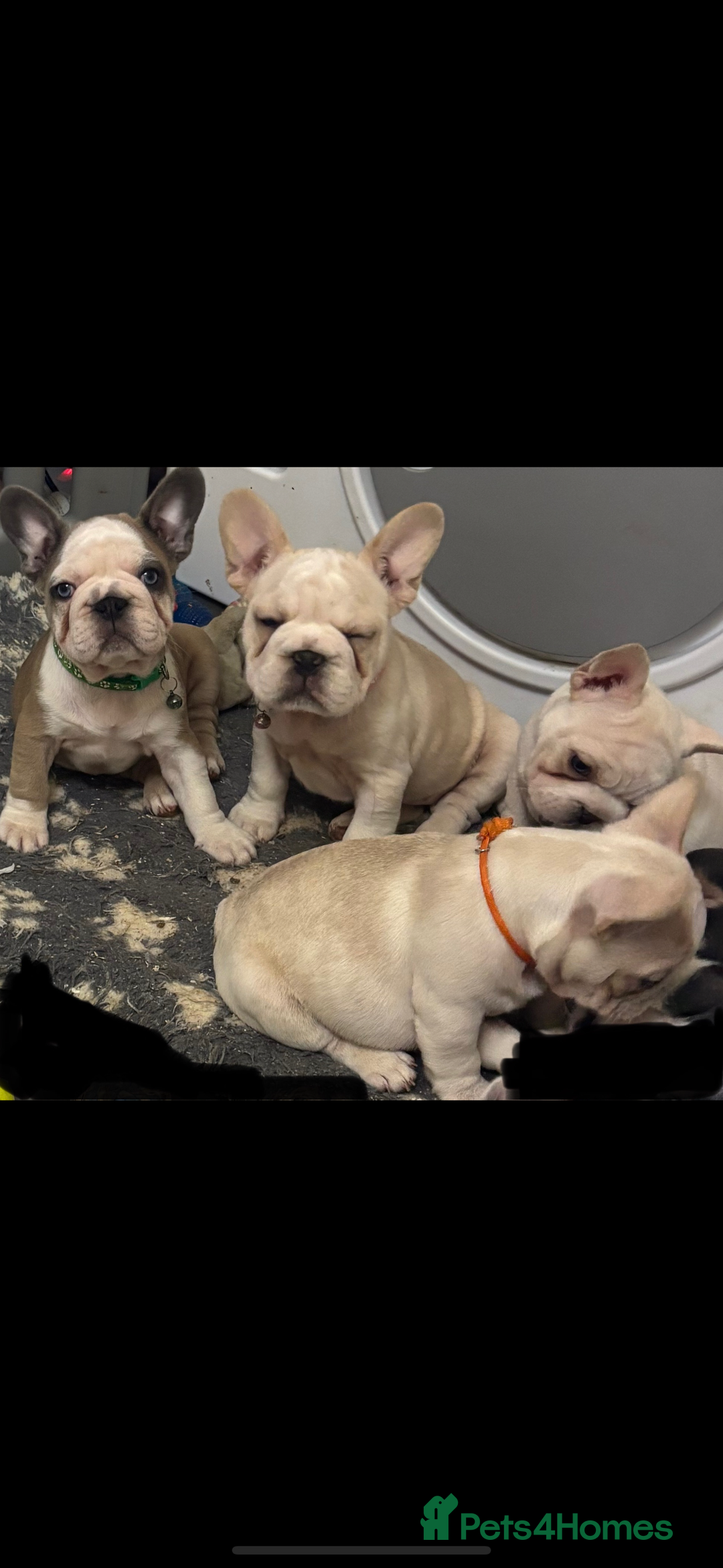 French Bulldog dogs for sale:  French bulldogs  - Advert 38