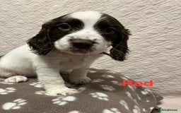 English Springer Spaniel dogs for sale: Outstanding Working Springer Spaniel Puppies  - Image 3