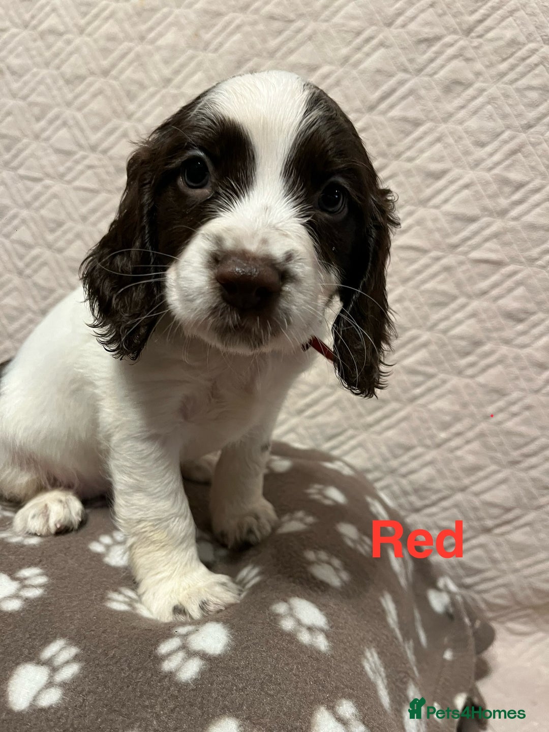English Springer Spaniel dogs for sale: Outstanding Working Springer Spaniel Puppies  - Image 3