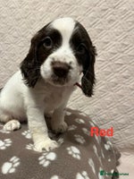 English Springer Spaniel dogs Outstanding Working Springer Spaniel Puppies - Advert 6