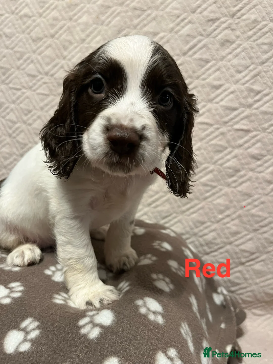English Springer Spaniel dogs for sale: Outstanding Working Springer Spaniel Puppies  - Advert 3