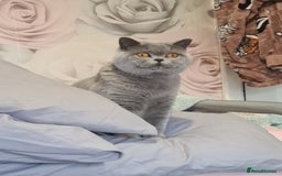 British Shorthair cats for sale: Female British shorthair  - Image 8