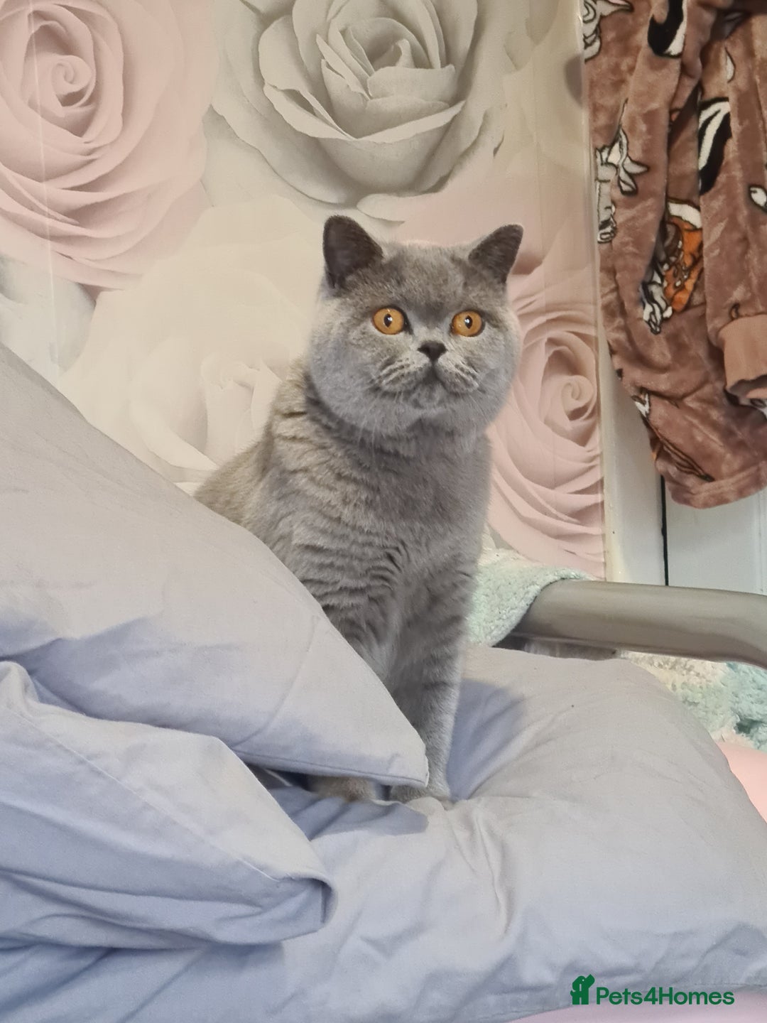 British Shorthair cats for sale: Female British shorthair  - Image 8