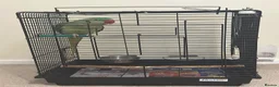 Parrots birds for sale: Alexandrian Parrot for Sale in Warminster - Advert 2