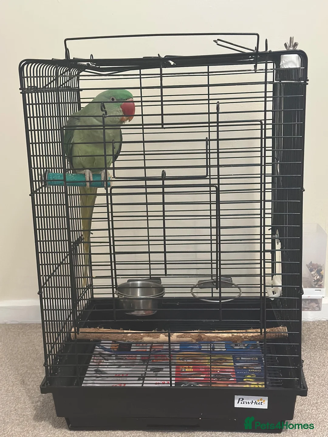 Parrots birds for sale: Alexandrian Parrot for Sale in Warminster - Advert 2