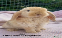 Mini Lop rabbits for sale: Mini lop bunnies  - Image 9