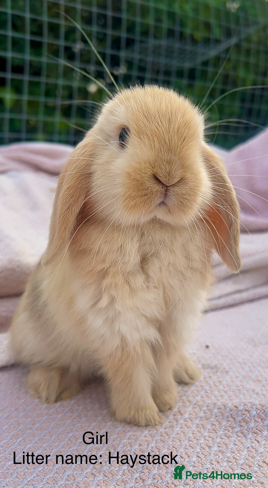 Mini Lop rabbits for sale: Mini lop bunnies  - Image 9