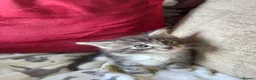 Maine Coon cats for sale: 3/4 mainecoon  kittens for sale  - Advert 5