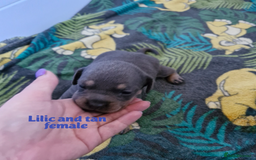 Mixed Breed dogs for sale: French bulldog X dashund puppies  - Image 3