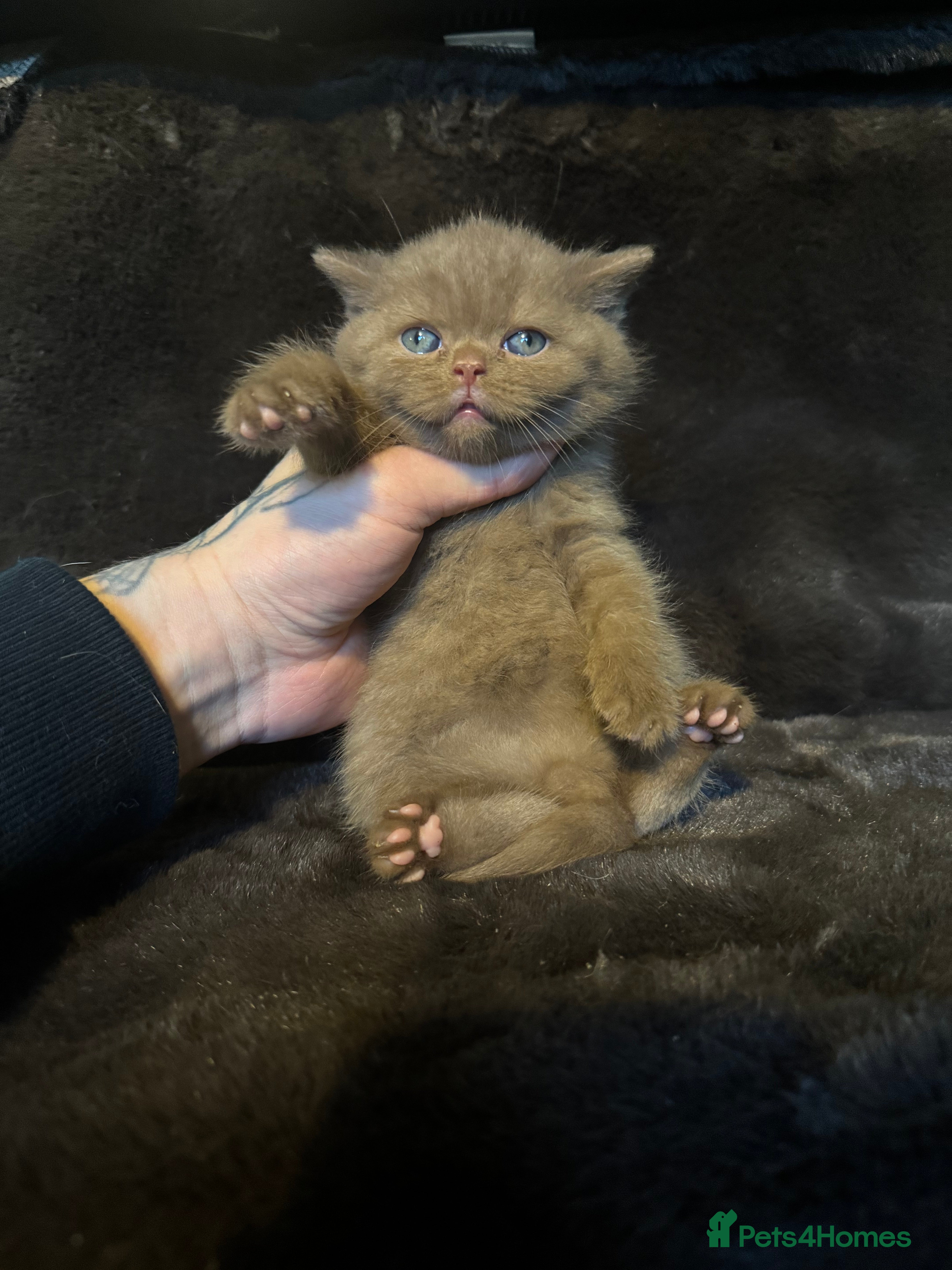 British Shorthair cats Tica reg BSH kittens  - Advert 1