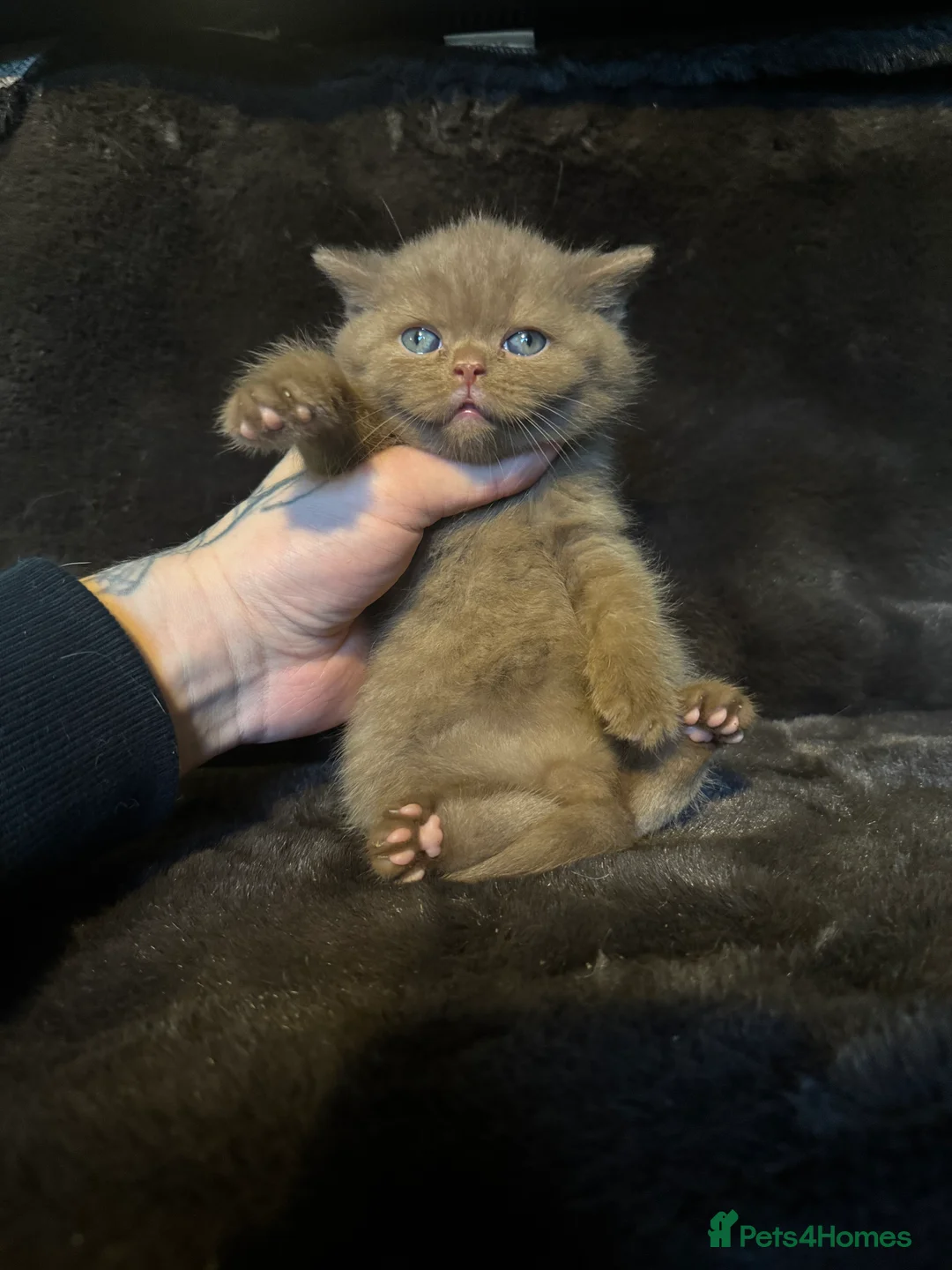 British Shorthair cats for sale: Tica reg BSH kittens  - Advert 1
