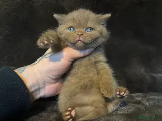 British Shorthair cats Tica reg BSH kittens - Advert 1