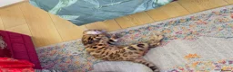Bengal cats for sale: Ticca registered active male  - Advert 12