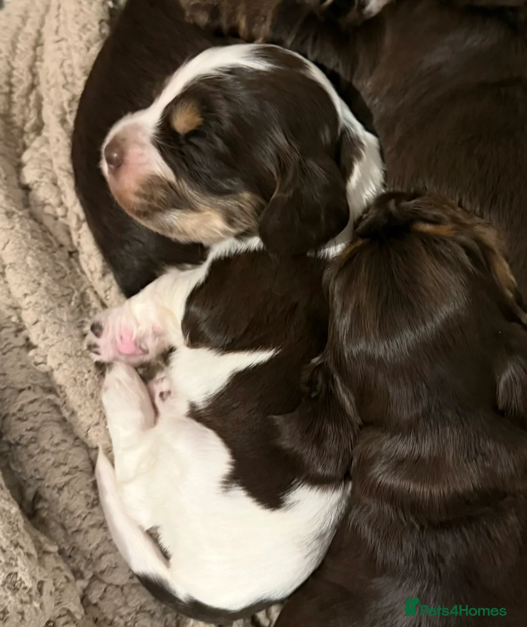 Cocker Spaniel dogs for sale: One male and 1 female show cocker spaniel pup - Advert 5