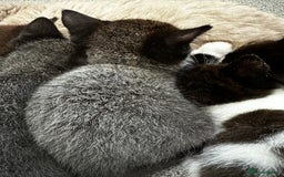 British Shorthair cats for sale: British short hair cross  - Image 20
