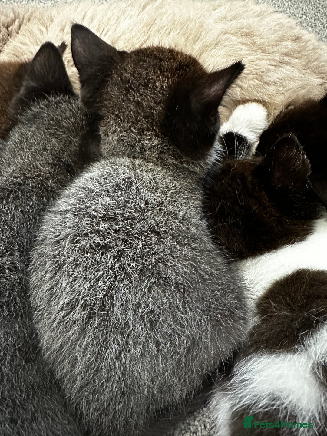British Shorthair cats for sale: British short hair cross  - Image 20