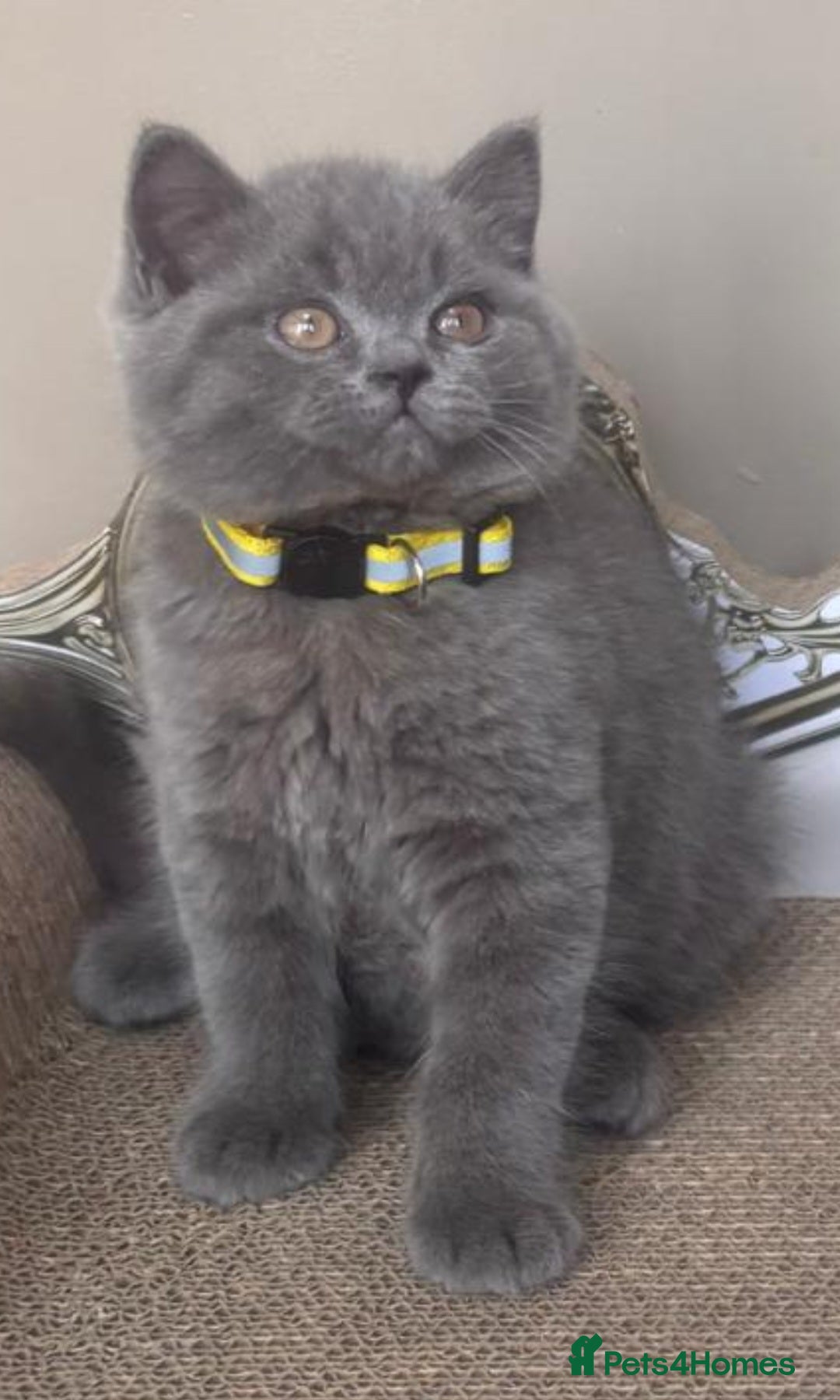 British Shorthair cats GORGEOUS British Short Hair Blue Kittens - Advert 2