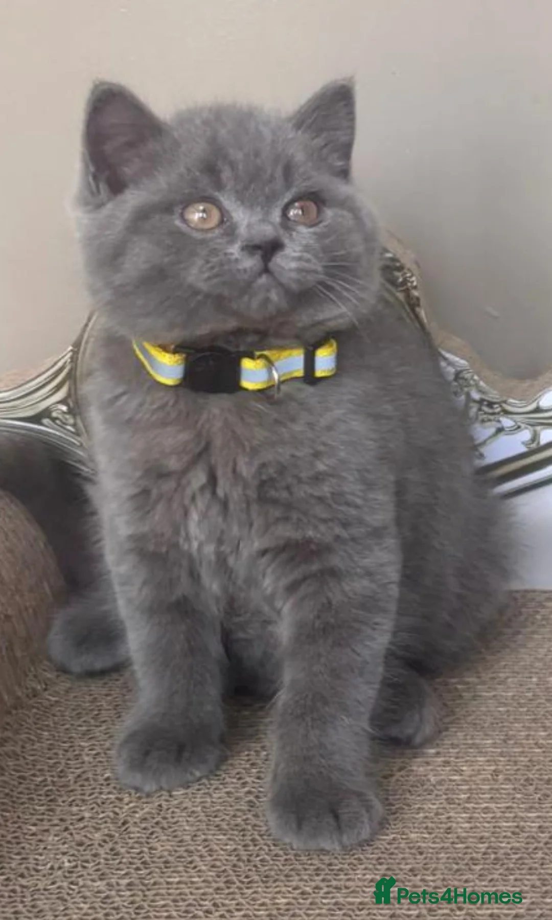 British Shorthair cats for sale: GORGEOUS British Short Hair Blue Kittens - Advert 1