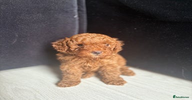 Toy Poodle dogs - Advert 6