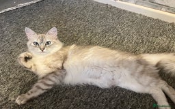 Turkish Angora cats for sale: Turkish Angora/ Ragdoll kittens for SALE !!! - Image 18
