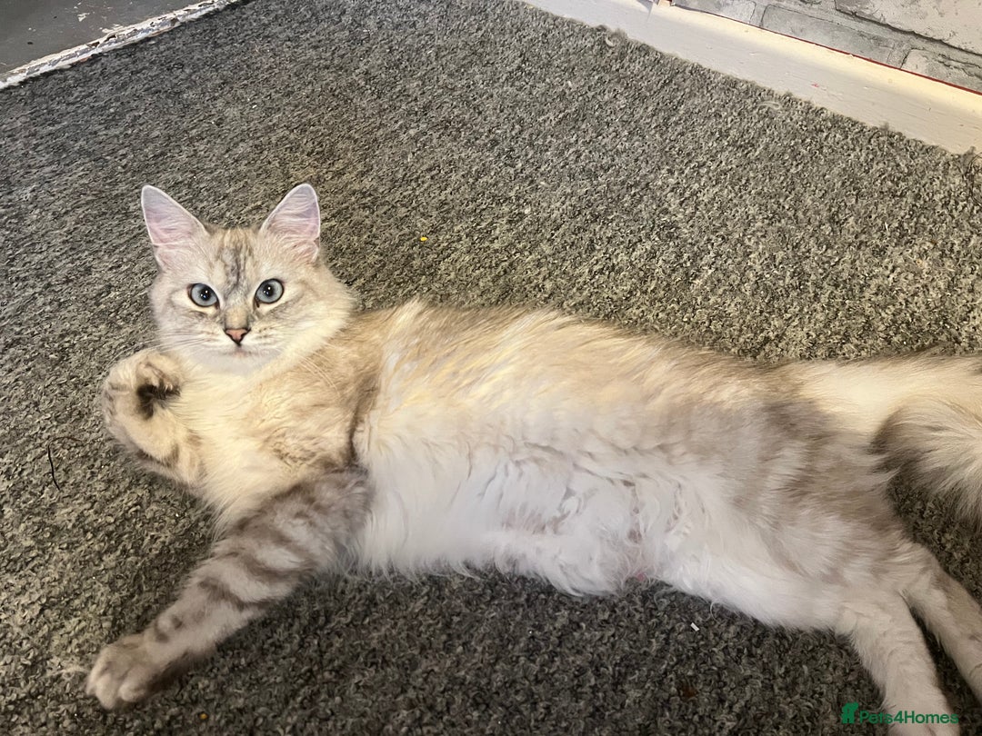Turkish Angora cats for sale: Turkish Angora/ Ragdoll kittens for SALE !!! - Image 18