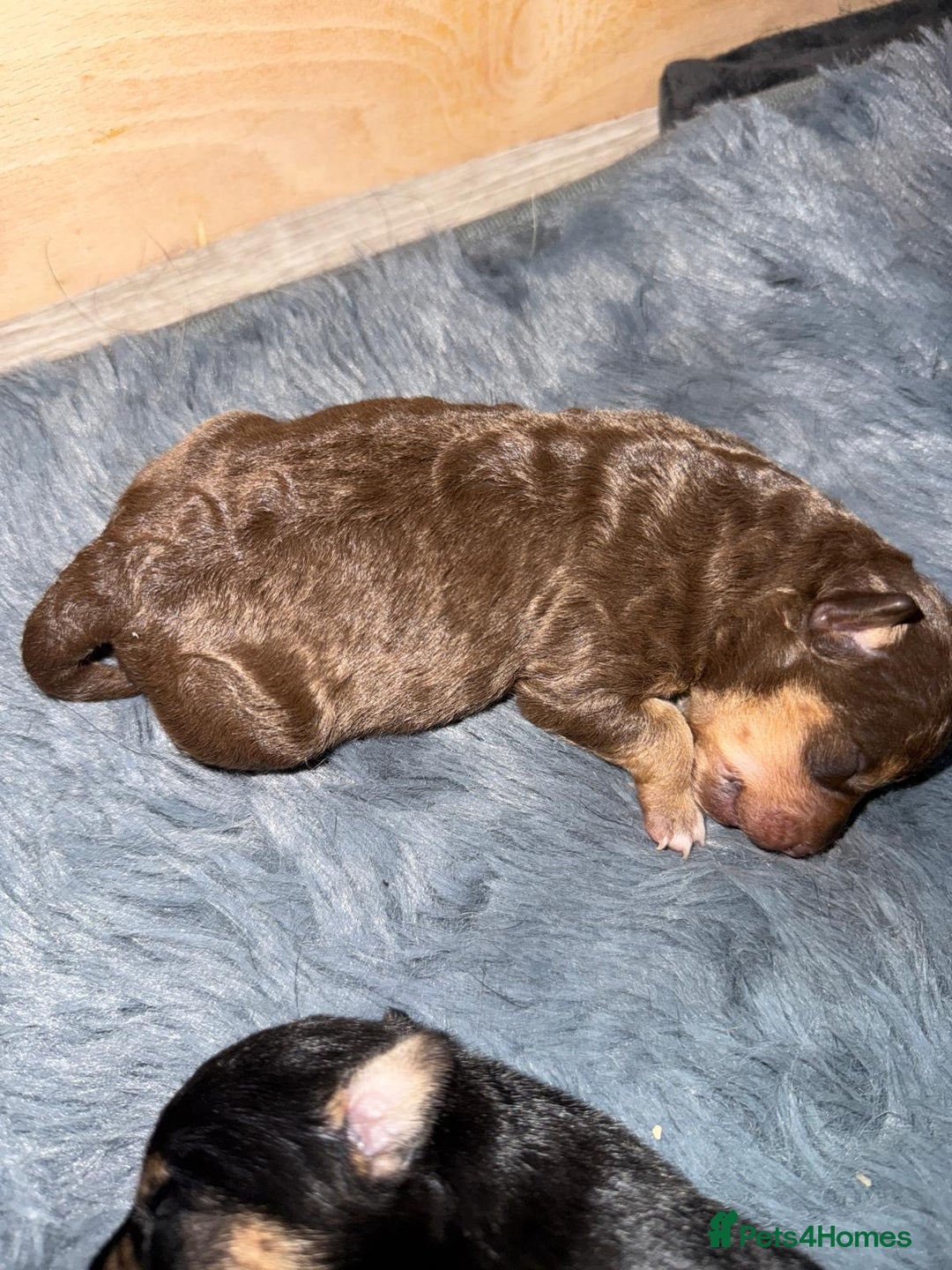 Jack Russell dogs for sale: Jack Russell Puppies 4 boys 1 girl available - Image 3