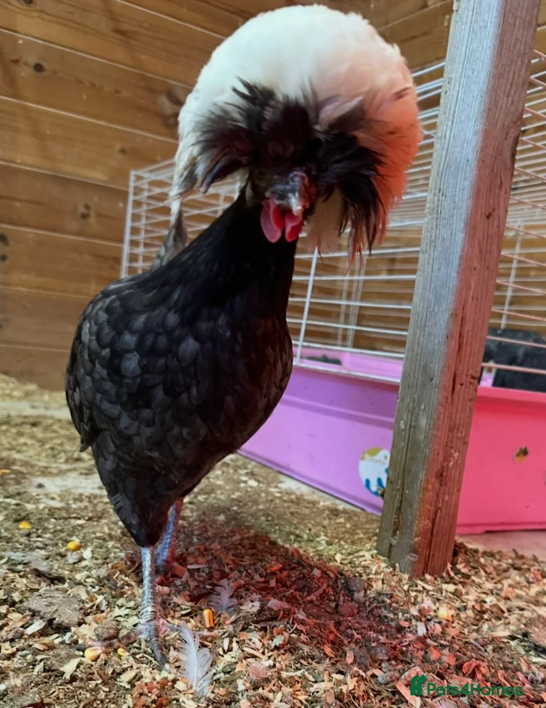 Chickens poultry for sale: Bantam Polish Chickens  - Advert 2