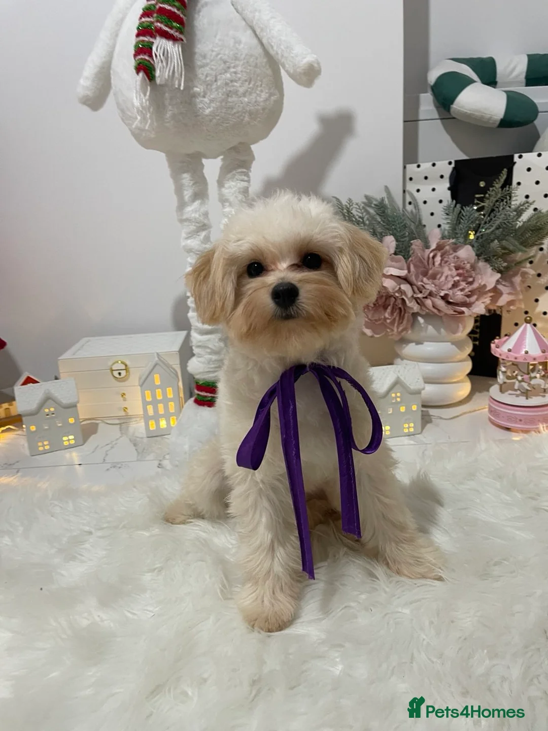 Pomapoo dogs for sale: Pomapoo Girl Lindy (£2000 INC. UK Delivery) - Advert 9