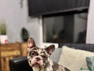 French Bulldog dogs Soppy Rolo is looking for his forever home! - Advert 3