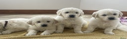 Golden Retriever dogs for sale: STUNNING LITTER AVAILABLE TO GO - Advert 1