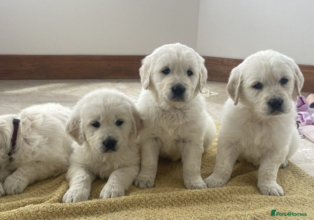 Golden Retriever dogs for sale: STUNNING LITTER AVAILABLE TO GO - Advert 1