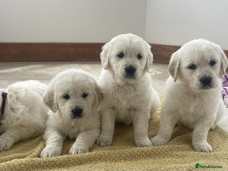 Golden Retriever dogs STUNNING LITTER AVAILABLE TO GO - Advert 1