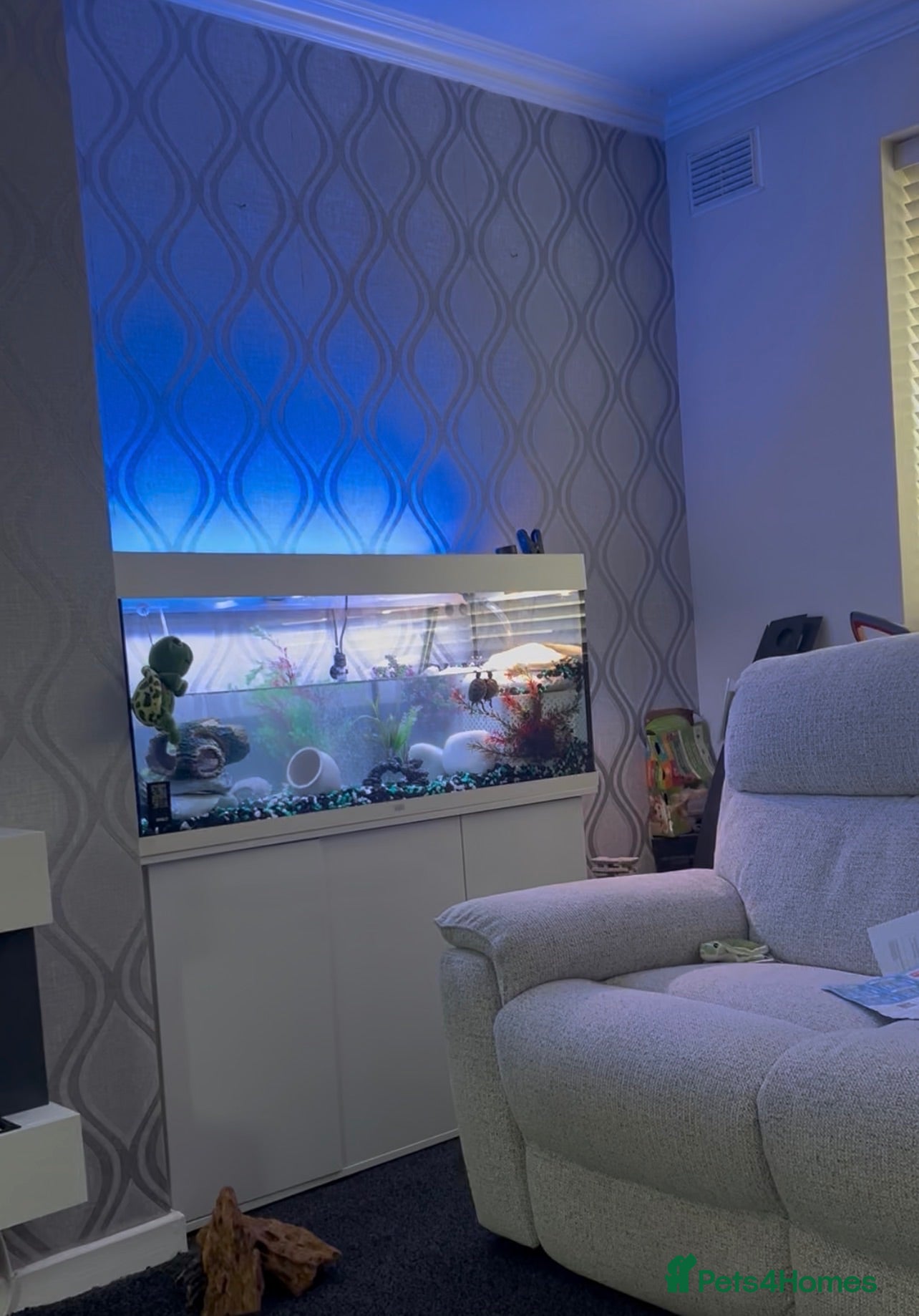 Terrapin reptiles 2x diamondback terrapins & juwel tank setup - Advert 2