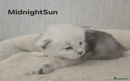Maine Coon cats for sale: Maine Coon Kittens Black Shaded European Lines - Image 8