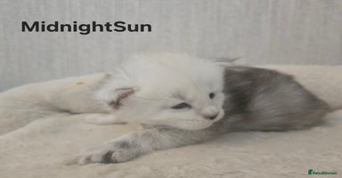 Maine Coon cats - Advert 16