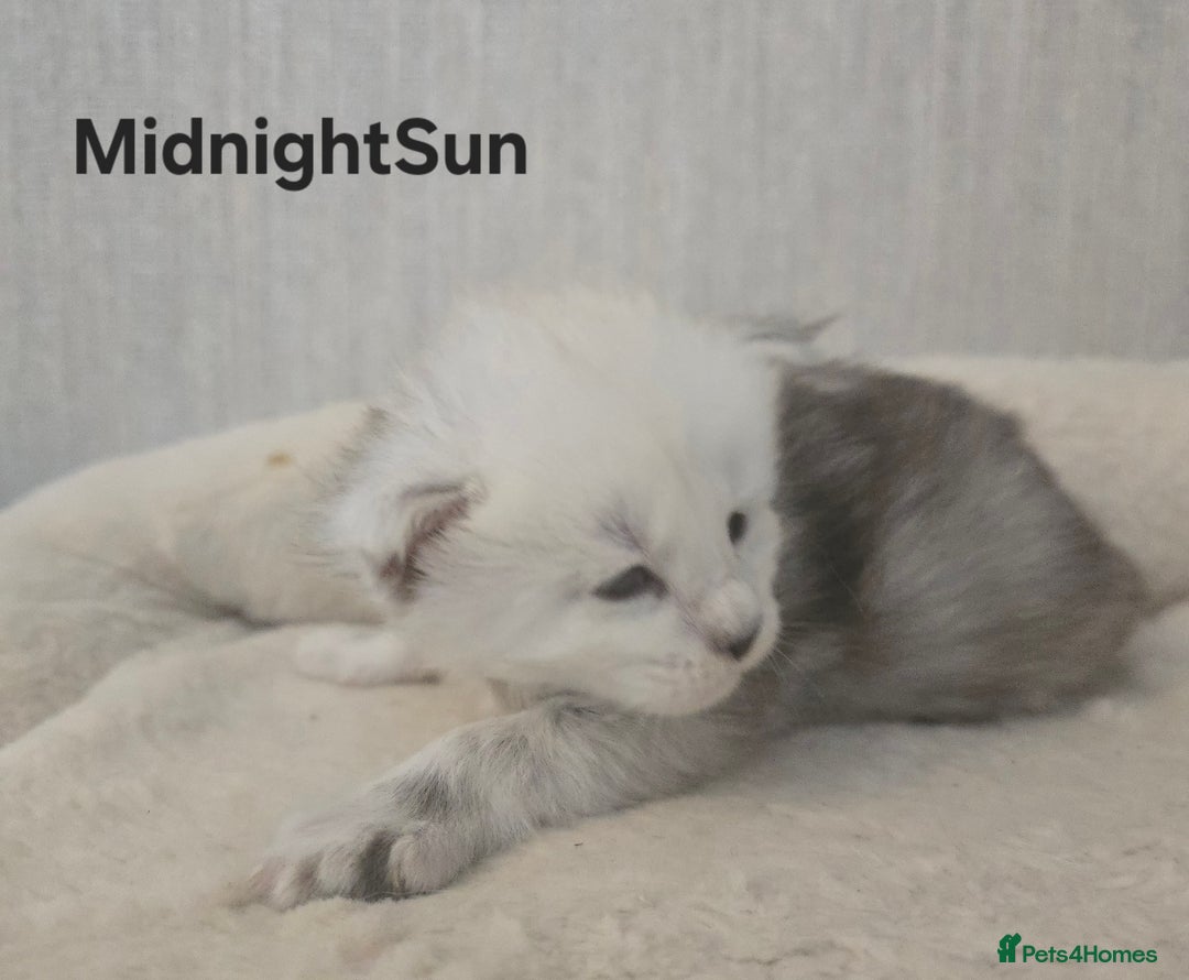 Maine Coon cats for sale: Maine Coon Kittens Black Shaded European Lines - Image 8