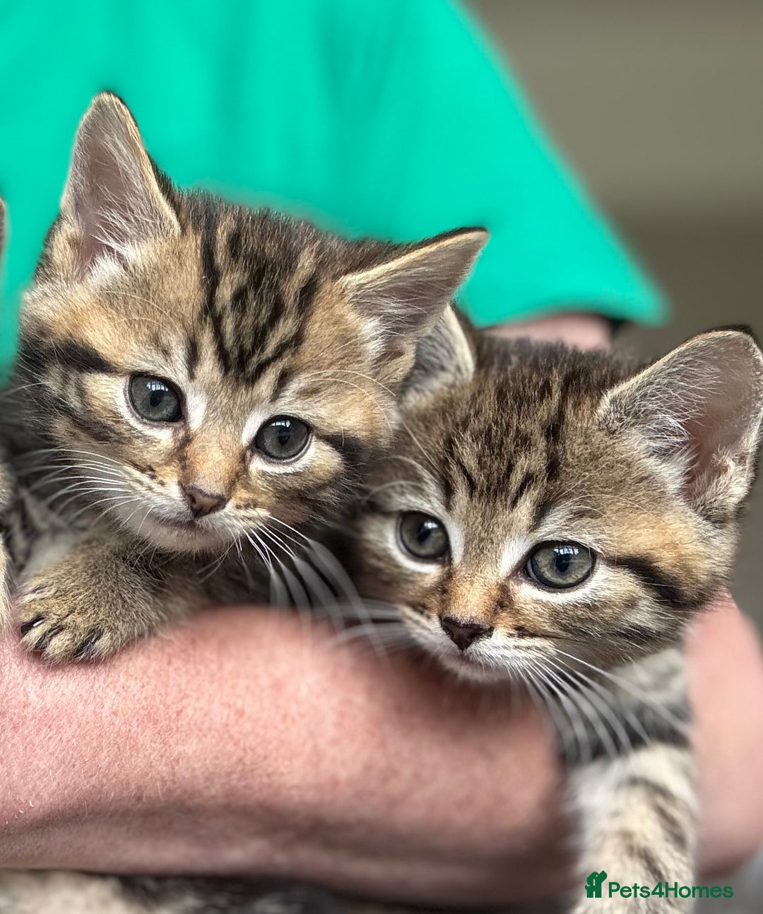 Savannah cats for sale: Stunning Savannah Cross kittens, ready now - Advert 13