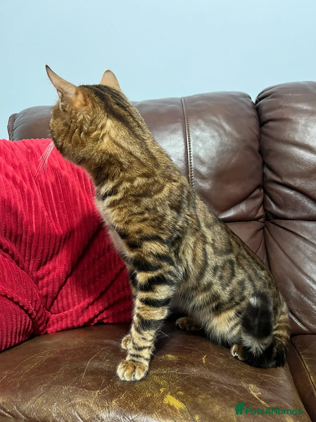 Bengal cats for stud: Adorable pure Bengal boy❤️ for stud in Purfleet - Advert 23