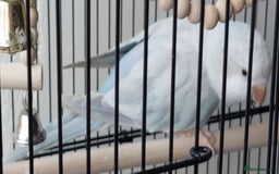 Parrots birds for sale: RARE  Quaker Parrot White with light blue tail - Image 6