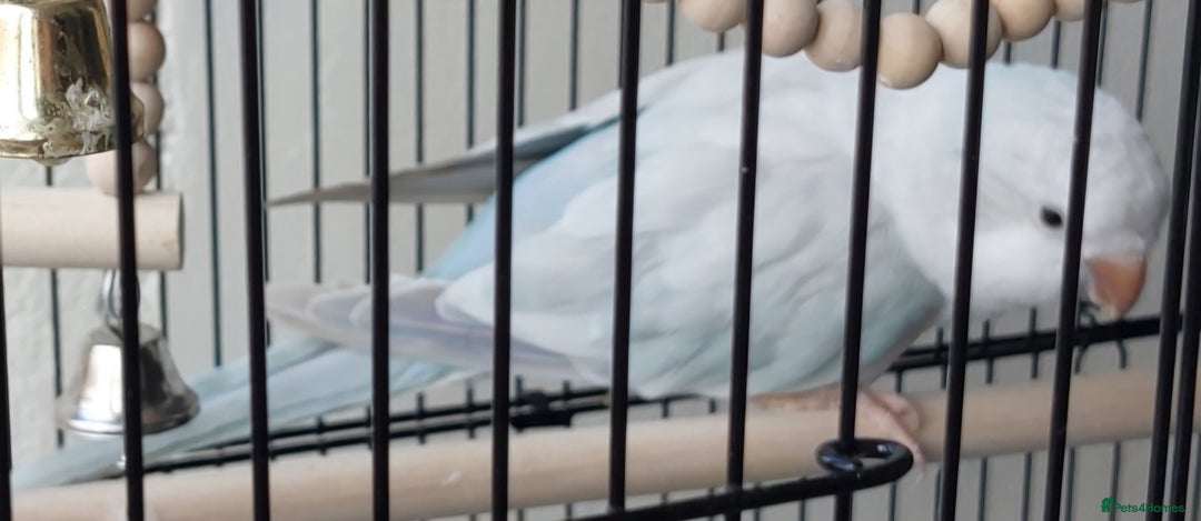 Parrots birds for sale: RARE  Quaker Parrot White with light blue tail - Image 6