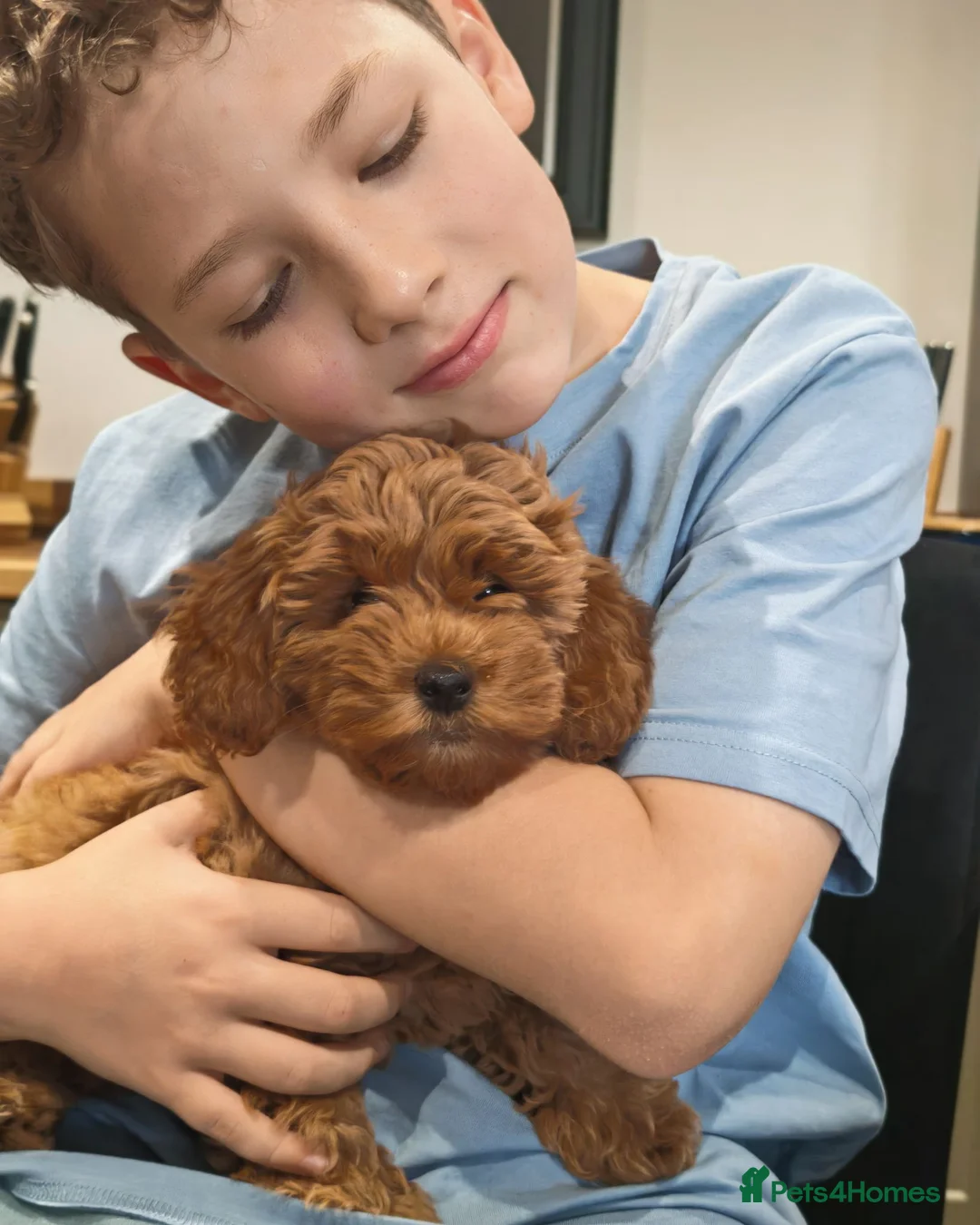 Cockapoo dogs for sale: Miniature Cockapoo F2b - Advert 2