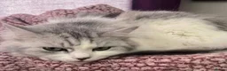 Persian cats for sale: Beautiful sweet Bella for re homing.  - Advert 4