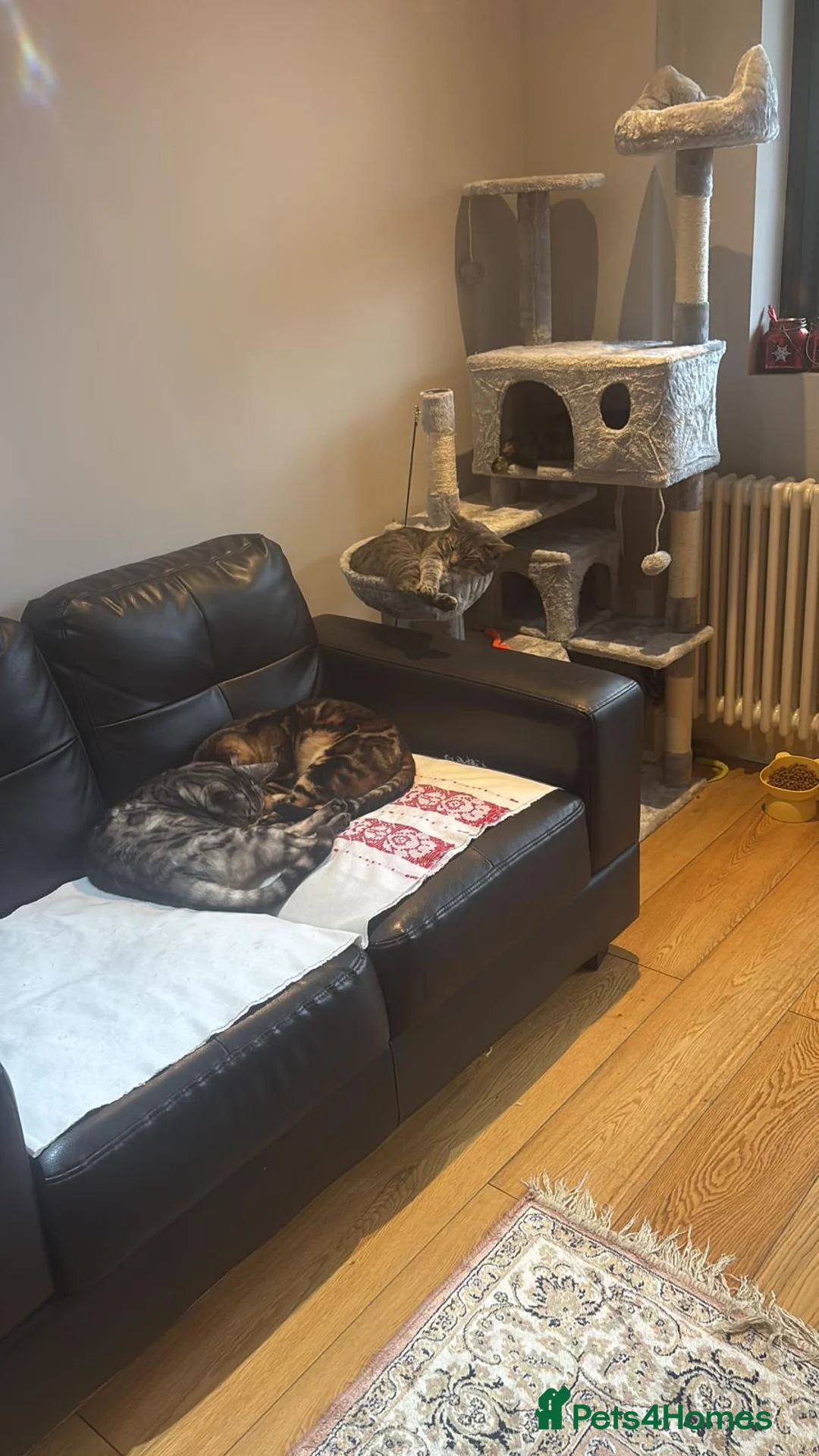 Bengal cats for sale: 3 Pedigree Cats. Must Stay Together .Urgent - Advert 1