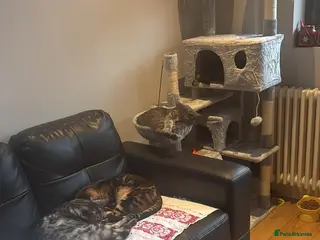 Bengal cats 3 Pedigree Cats. Must Stay Together .Urgent - Advert 1