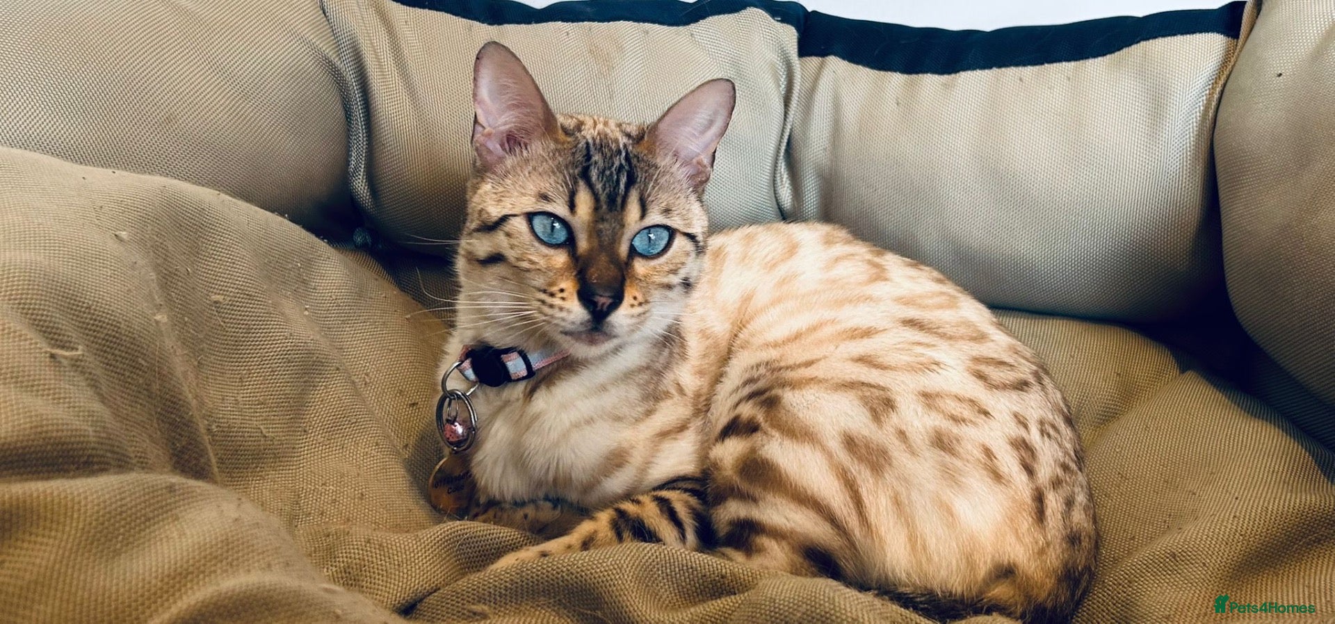 Bengal cats Beautiful half Bengal kittens - Advert 9