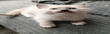 Ragdoll 3